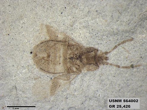 Genus sp