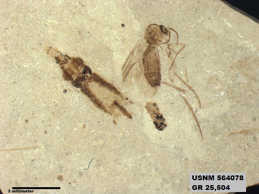 Tipula sp