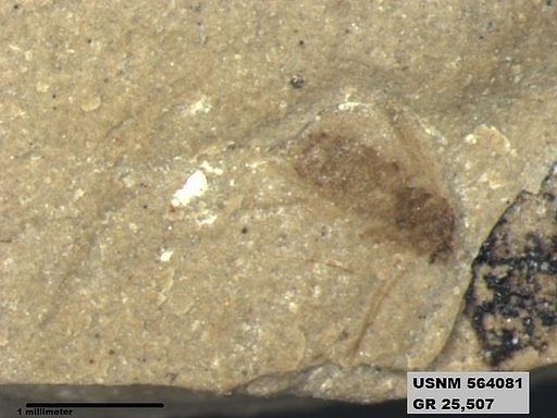 Genus sp