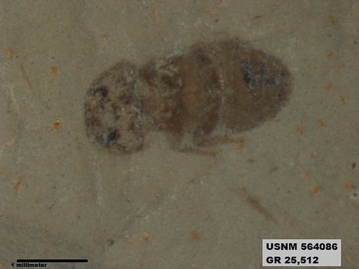 Insecta