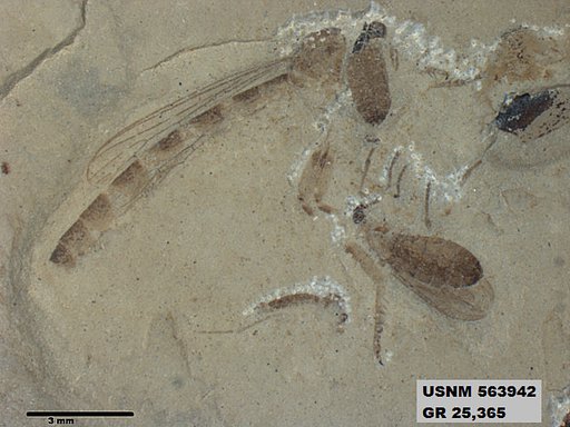 Genus sp