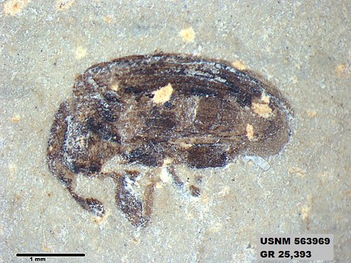 Insecta