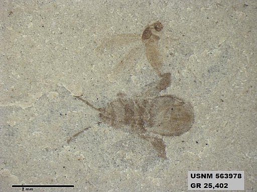 Genus sp