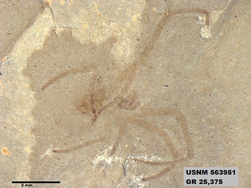 Insecta