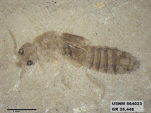Genus sp