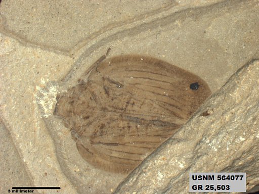 Genus sp