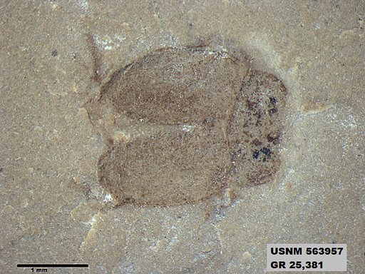 Insecta