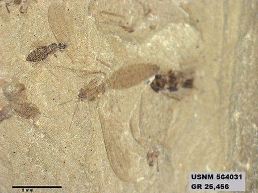 Genus sp