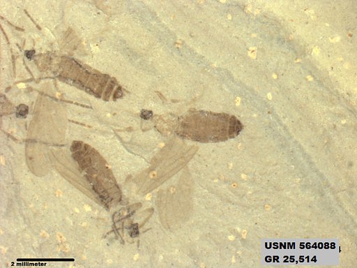 Genus sp