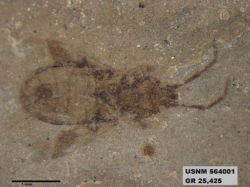 Genus sp