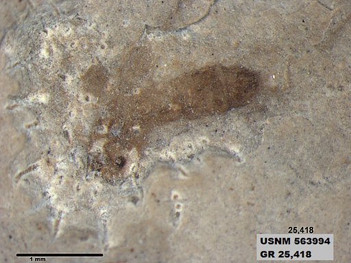 Insecta