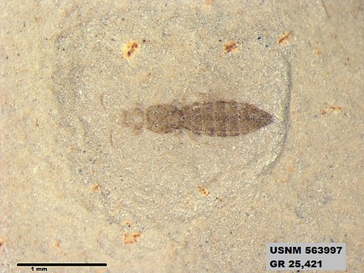 Insecta
