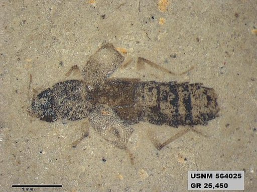Genus sp
