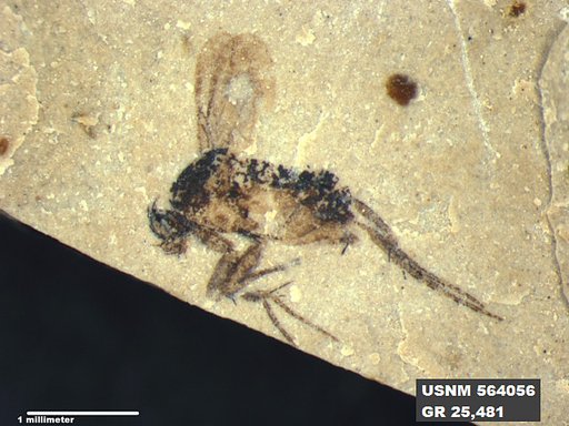Insecta
