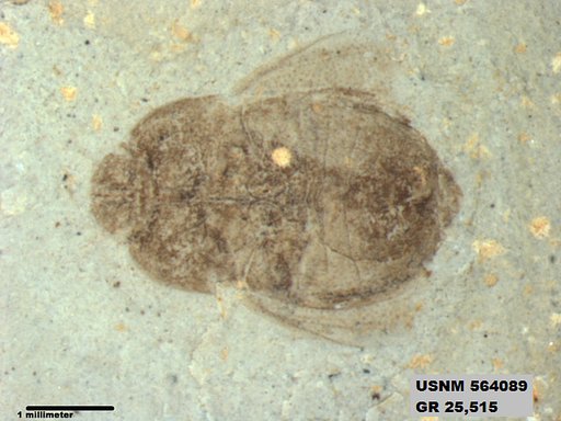 Genus sp