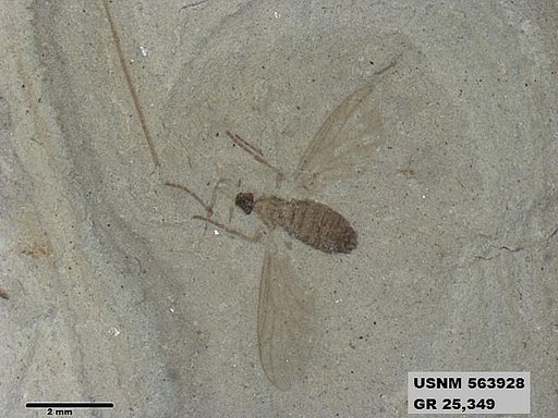 Genus sp