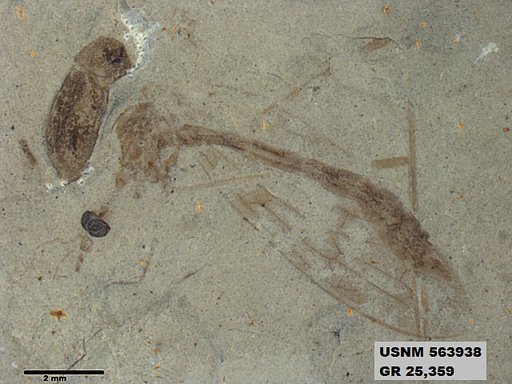 Genus sp