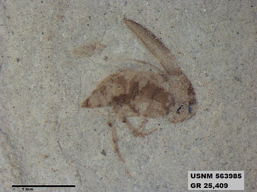 Insecta