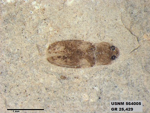 Insecta