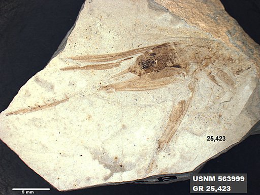 Genus sp