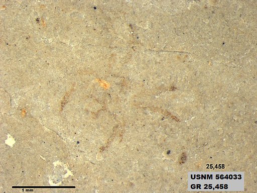 Genus sp