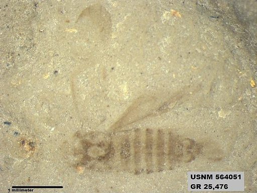Genus sp