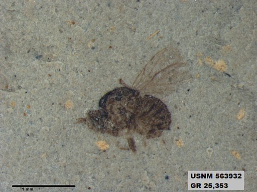 Genus sp