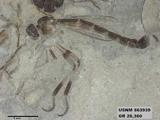 Genus sp