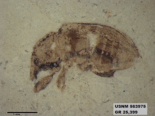 Insecta