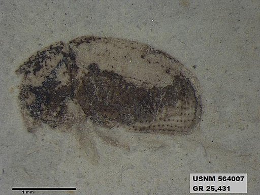 Insecta