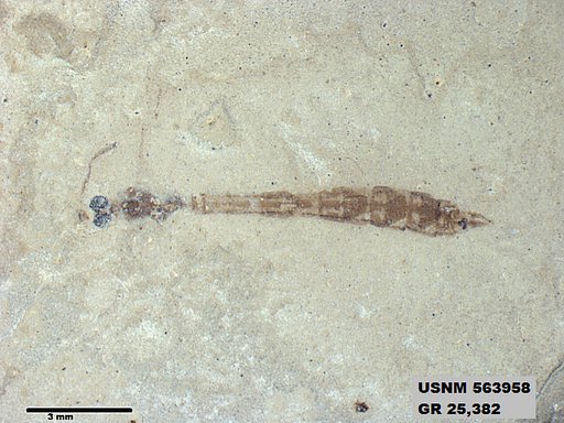 Genus sp
