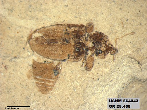 Insecta
