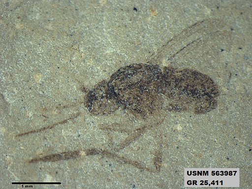 Genus sp