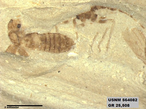 Genus sp