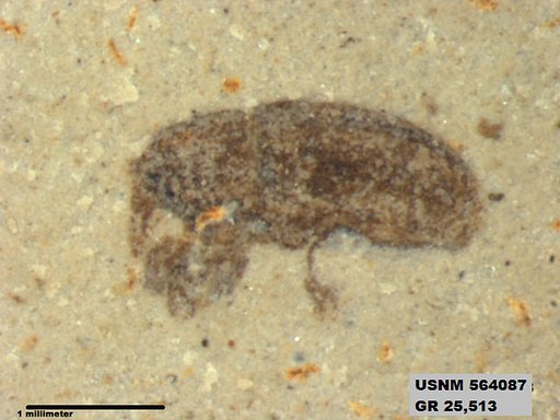 Genus sp