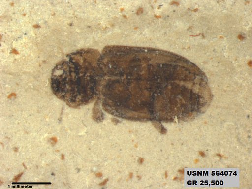 Insecta
