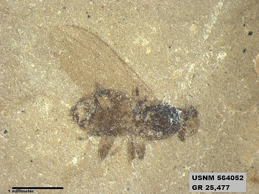 Insecta