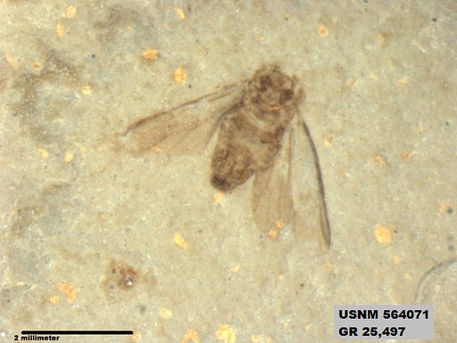 Genus sp