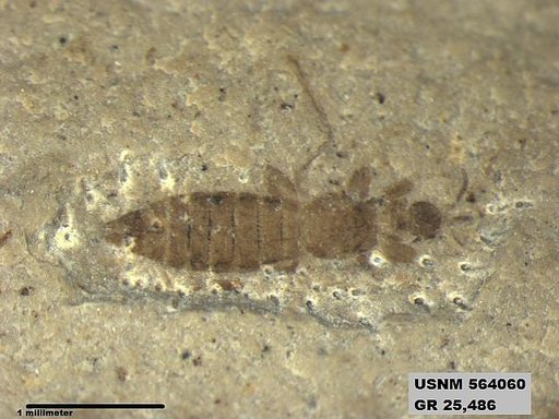 Tipula sp