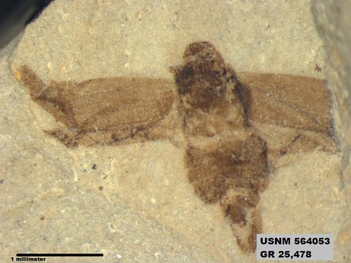 Genus sp