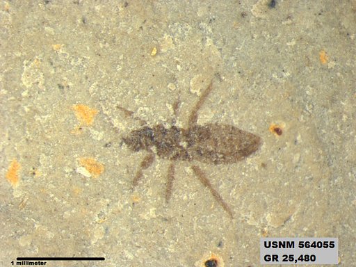 Insecta