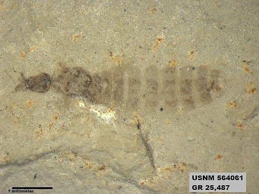 Genus sp