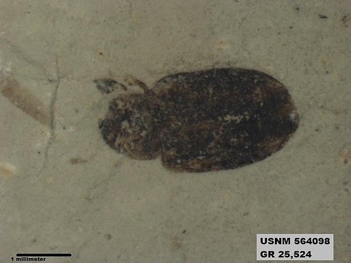 Insecta