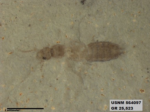 Genus sp