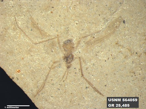 Insecta