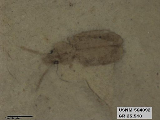 Insecta