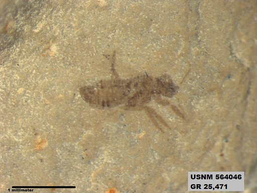 Insecta
