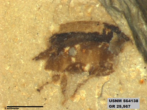 Insecta