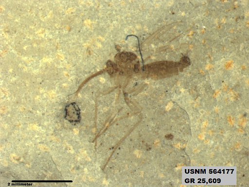 Insecta