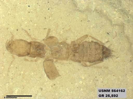 Genus sp